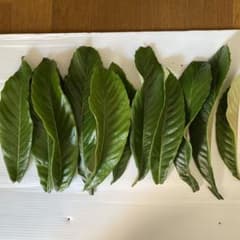 枇杷の葉のサムネイル