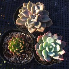 *多肉植物*　都の霞　トリメンシス　美尼月迫　抜き苗　3苗セットのサムネイル