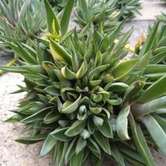 アガベベネズエラのサムネイル