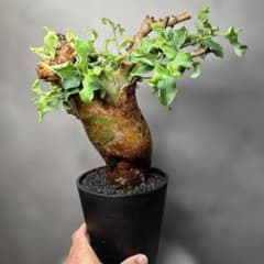 希少種 コミフォラ グラウケスケンス 発根済 現地株 大型 - メルカリ