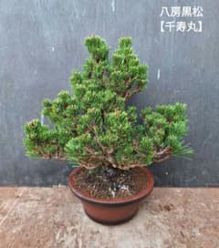 八房黒松【千寿丸】盆栽 - メルカリ