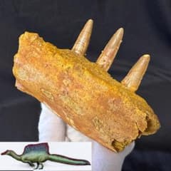 スピノサウルス 顎骨 歯 牙 化石標本 肉食恐竜 獣脚類 1449 スピノサウルス 顎骨 歯 牙 化石標本 肉食恐竜 獣脚類 1449 - メルカリ