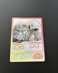 鳥羽水族館 ラッコ キラ メイ コレクションカード - メルカリ
