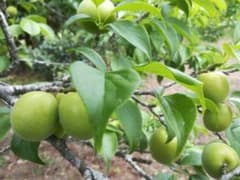 大梅の苗木のサムネイル