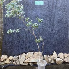 山採り アセビ 馬酔木 約170センチ - メルカリ