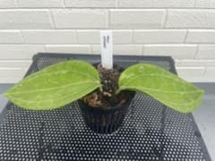 ホヤ・スラウェシ GPS8867 Hoya sp. Sulawesiのサムネイル