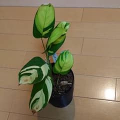 ルベルシアーナのサムネイル
