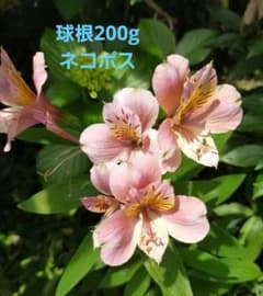 アルストロメリア　ピンク　200gのサムネイル