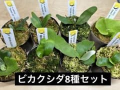 ビカクシダ アソートセット 8株 胞子培養 トトロ含む - メルカリ