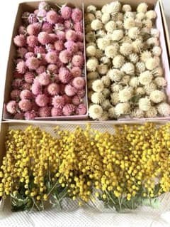 ドライフラワー　千日紅（ヘッド）＊短い茎付き＊　& ミモザのサムネイル