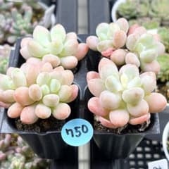NEW❗️750多肉植物 エケベリア ロココ 抜き苗 寄せ植え 4苗セット