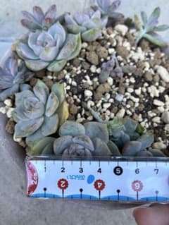 多肉植物 白牡丹 訳ありのサムネイル