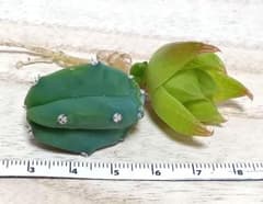 サボテン　龍神木　ミニ　カキコ　ハオルチアオマケのサムネイル