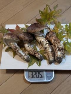 岩手県岩泉産松茸のサムネイル