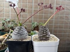 採れたて‼︎ユーフォルビア パキポディオイデス 種子 30粒のサムネイル