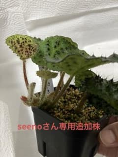 seenoさん専用