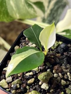 観*目様 ブセファランドラ（斑入り株）Bucephalandra Pipto と ブセファランドラ（斑入り株）Bucephalandra Pipto - メルカリ