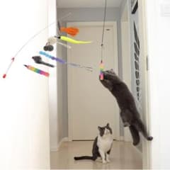 猫じゃらし 羽のおもちゃのサムネイル