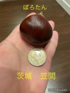茨城県　笠間市　ぽろたん　いちご様用のサムネイル