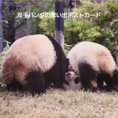 レイレイ シャオシャオ 双子パンダの思い出ポストカード 毎日パンダ