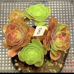 50#多肉植物アエオニウム錦❤️ シャネル ❤️1大頭8小頭17cm高22cm拨き苗 アエオニウム シャネル錦 | Shop at Mercari from Japan! | Buyee