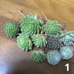 センペルビウム カット苗 10個セット名前不明 1 - メルカリ