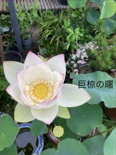巨椋の曙　15のサムネイル