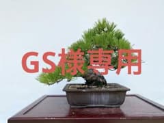 白木盆栽園 四国黒松 樹高31センチ 盆栽黒松赤松五葉松真柏雑木趣味