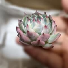 かわいやいちご様 リクエスト 10点 まとめ商品 かわいやいちご様 リクエスト 2点 まとめ商品 苺様 リクエスト 3点