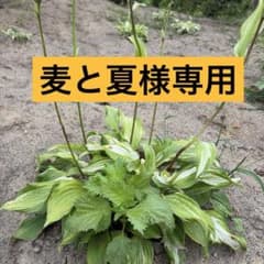 麦と夏様専用のサムネイル