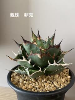 アガベ　チタノタ　ハデス　親株サイズ　写真株、現品　そのまま鉢ごと発送 アガベ チタノタ ハデス 現品 鉢ごと 多肉植物 - メルカリ