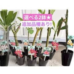2鉢セット✴︎プルメリア ✴︎plumeria ジャングルジャックス 南国の花