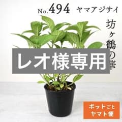 ポットごとヤマト便494】ヤマアジサイ 2年生充実株 坊ヶ鶴の華 - メルカリ