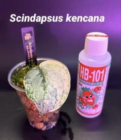 スキンダプサス ケンカナ 【レア】 L2 - メルカリ