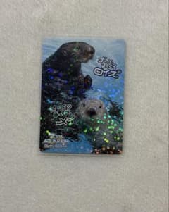 TOBA AQUARIUM コレクションカード 鳥羽水族館 ロイズ メイ レア
