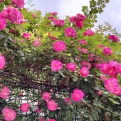 薔薇 春風 挿し木用枝 15本 ネコポス匿名発送 - メルカリ