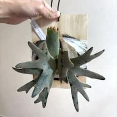 M*i様 ビカクシダ P.willinckii bacteria タグ付 給水器 M*i様 ビカクシダ P.willinckii bacteria タグ付 給水器 - メルカリ