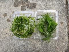 水草セット ビオトープ アクアリウムのサムネイル