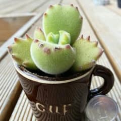 熊童子(くまどうじ)のサムネイル