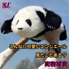 팬더 리얼 봉제인형 3개월 팬더 고급 봉제인형 파파