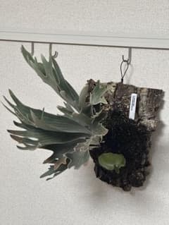 A*k様 P.Willinckii''Spur’ OC P. Willinckii 'Spur' （P. Willinckii dwarf nook spore