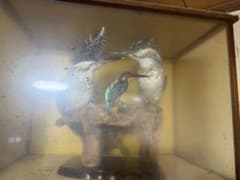 剥製 やませみ ツガイ かわせみ - メルカリ