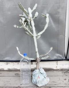 超特大・希少】ユーフォルビア ホワイトゴースト 80cm 抜き苗 木質化