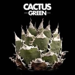 アガベ スーパーチタノタ レアな初期のステンレスタグ付き！悪魔くん