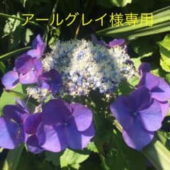 【アールグレイ様専用】アロハシャツ２点のサムネイル
