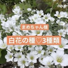 【花の種】一年草❤︎オンファロデス・リトルスノーホワイト❤︎種100粒❤︎おまけつきのサムネイル