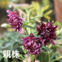 7 広瀬園芸 クリスマスローズ クレオパトラリバーシブルレッド 株分