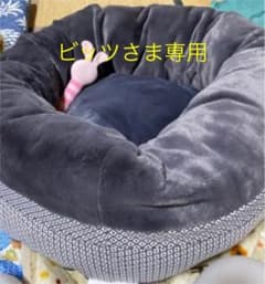 ペットベット　イタグレホイホイのサムネイル