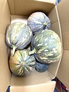 埼玉県で育てた、少し珍しい模様の「特大かぼちゃ」4玉セットですのサムネイル
