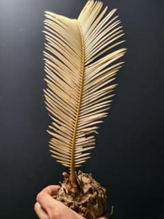 S25黄金ソテツ 斑入りソテツ 白い蘇鉄 モンステラ 蘇鉄 変異 ソ 中大型